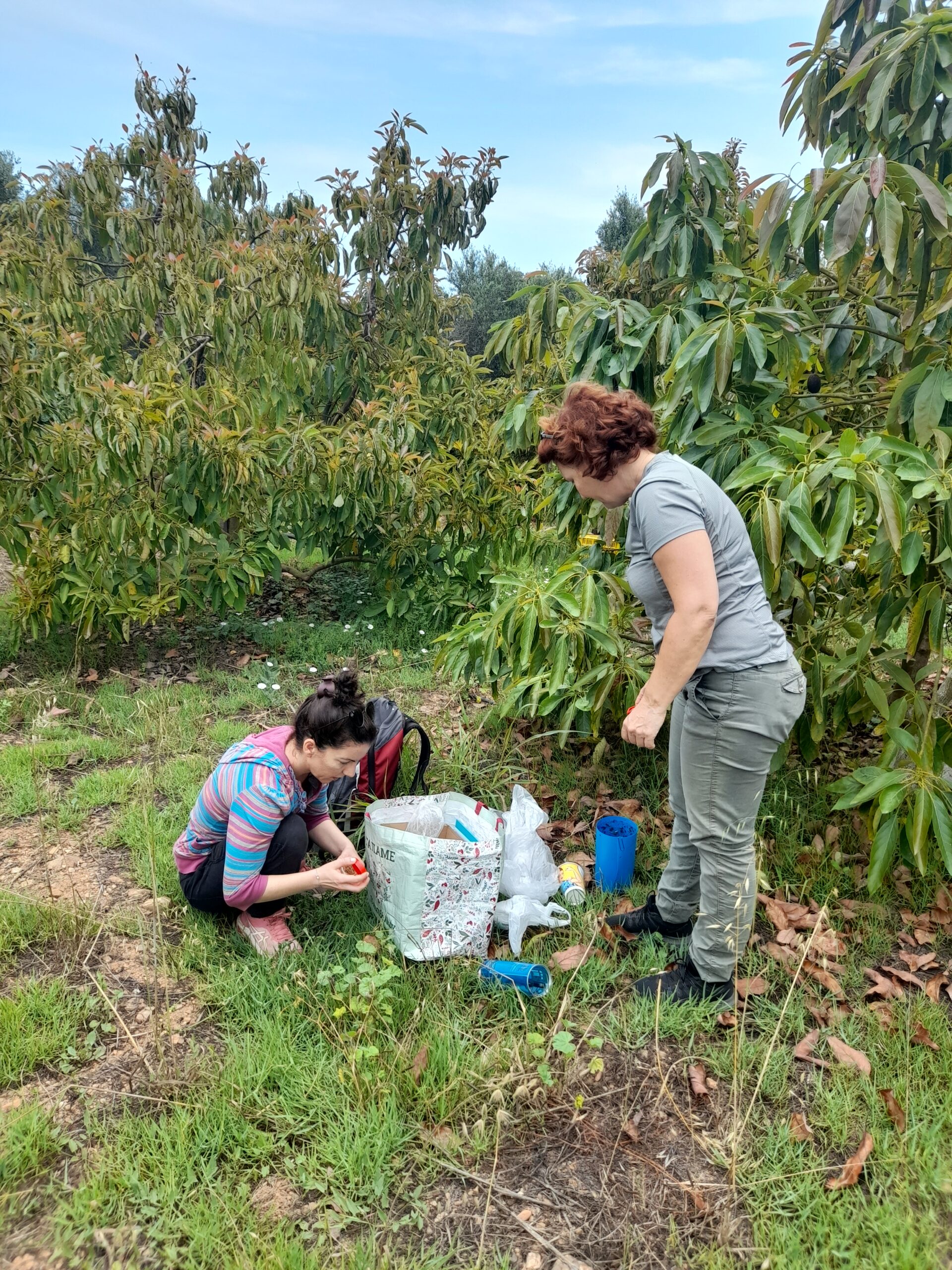 Pilot Fields: Plant tissue sampling and pest  pathogen monitoring